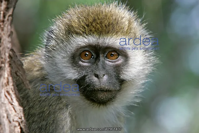 : Vervet Monkey - close-up of face : Vervet Monkey - close-up of face
