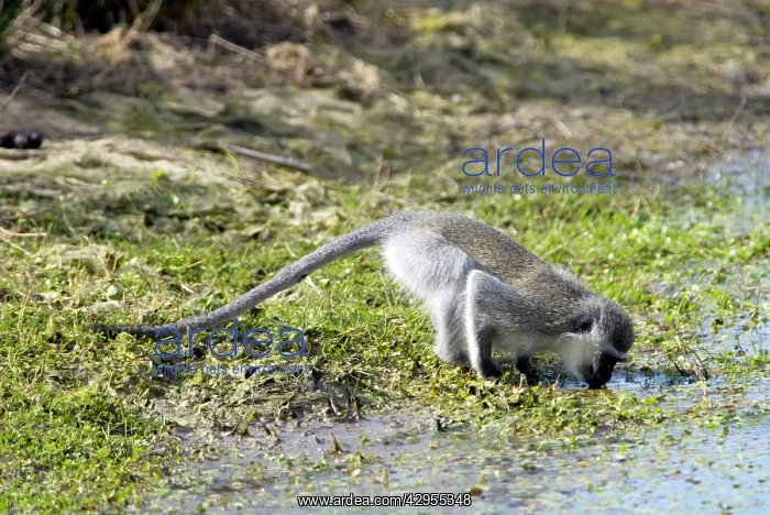: Vervet Monkey - drinking : Vervet Monkey - drinking