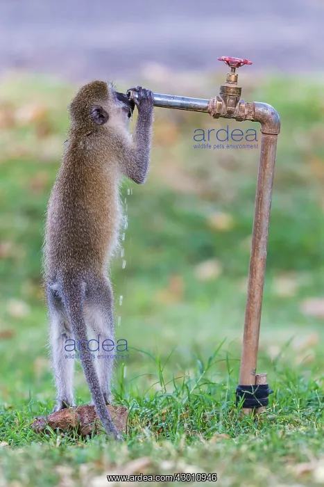 : Vervet Monkey drinking water from tap Great Rift : Vervet Monkey drinking water from tap Great Rift
