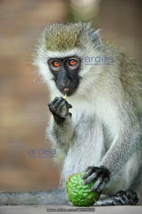 : Vervet Monkey - eating fruit Masai Mara National : Vervet Monkey - eating fruit Masai Mara National