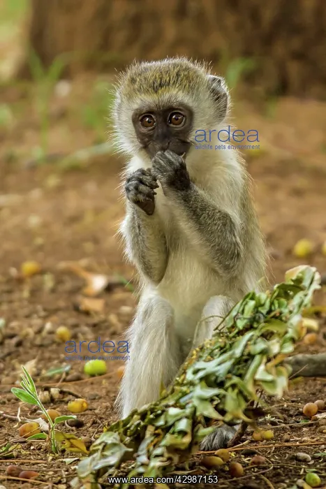 : Vervet Monkey - eating leaves. Lake Nakuru National : Vervet Monkey - eating leaves. Lake Nakuru National
