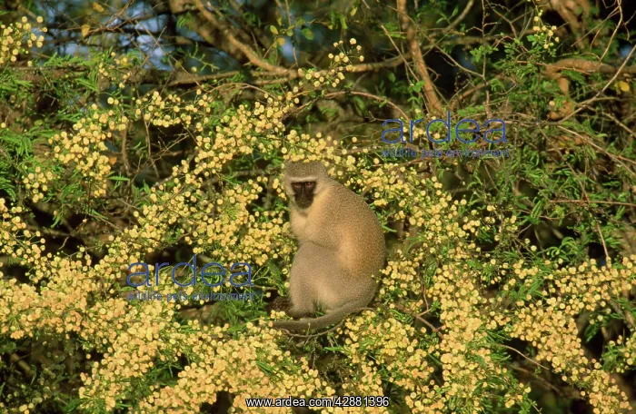 : Vervet MONKEY - Feeding on the yellow fruits of : Vervet MONKEY - Feeding on the yellow fruits of