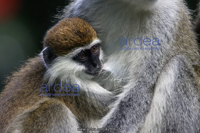 : Vervet Monkey - female with baby : Vervet Monkey - female with baby