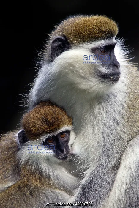 : Vervet Monkey - female with baby : Vervet Monkey - female with baby