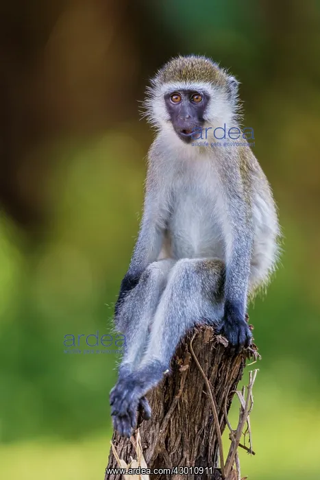  : Vervet Monkey Great Rift Valley, Kenya