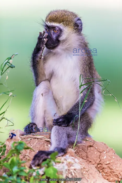  : Vervet Monkey Great Rift Valley, Kenya