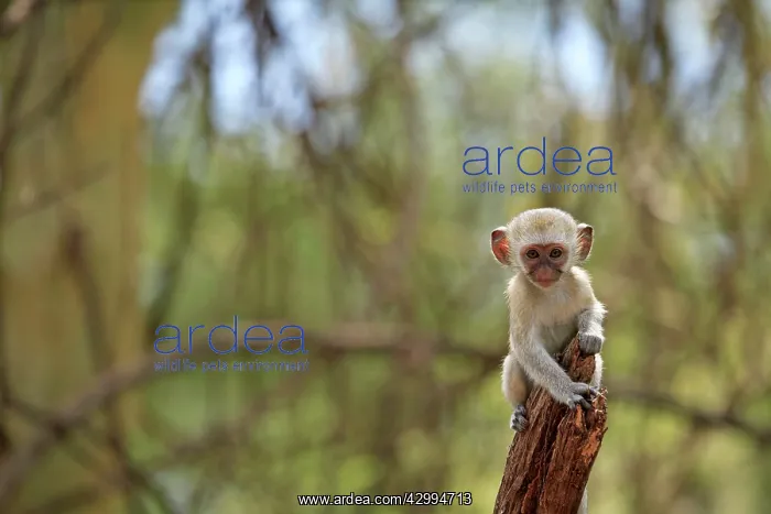 : Vervet Monkey - infant Lake Manyara National Park : Vervet Monkey - infant Lake Manyara National Park