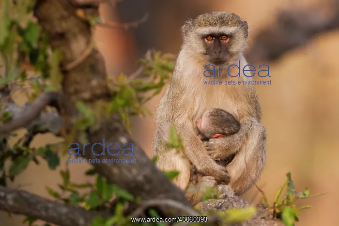 : Vervet monkey and infant, Okavango Delta : Vervet monkey and infant, Okavango Delta