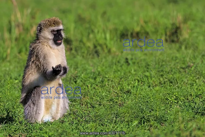  : Vervet Monkey Masai Mara National Reserve, Kenya