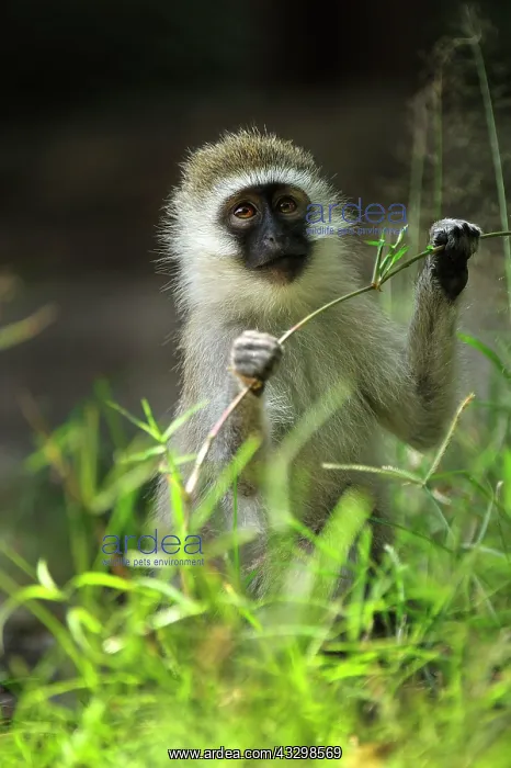 : Vervet Monkey Masai Mara National Reserve, Kenya : Vervet Monkey Masai Mara National Reserve, Kenya