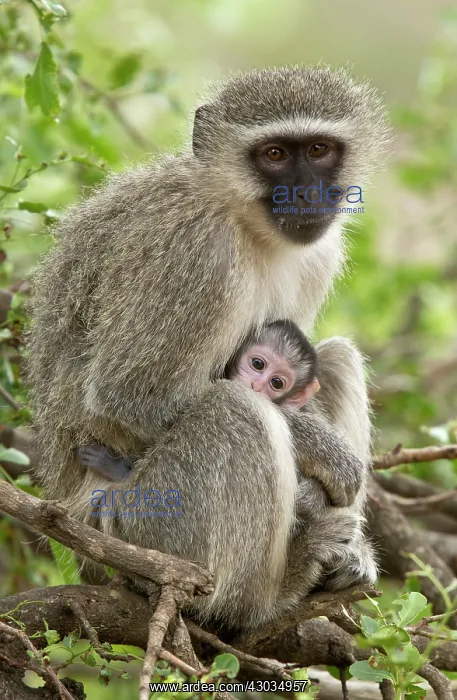 : Vervet Monkey mother and baby Kruger National Park : Vervet Monkey mother and baby Kruger National Park