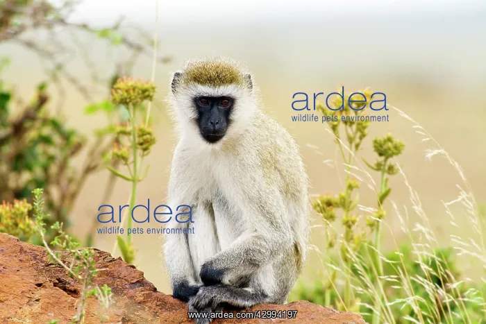 : Vervet Monkey - on the mound : Vervet Monkey - on the mound