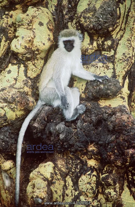 : VERVET MONKEY-NGORONGORO CRAT : VERVET MONKEY-NGORONGORO CRAT