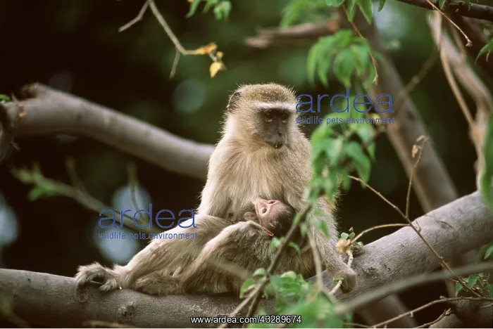 : VERVET MONKEY - Nursing baby in tree : VERVET MONKEY - Nursing baby in tree