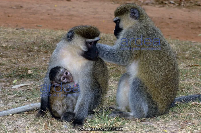 : Vervet monkey - Pair with young : Vervet monkey - Pair with young