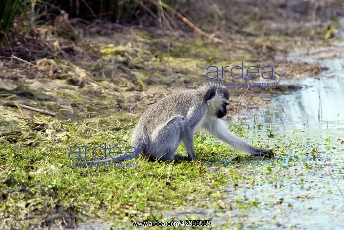 : Vervet Monkey - picking aquatic vegetation to eat : Vervet Monkey - picking aquatic vegetation to eat