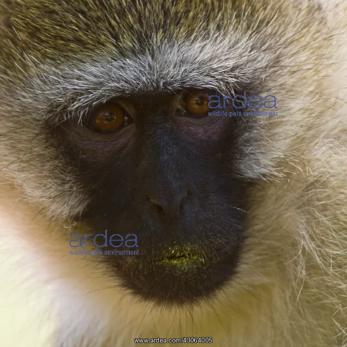 : A Vervet Monkey at Samburu NP, Kenya : A Vervet Monkey at Samburu NP, Kenya