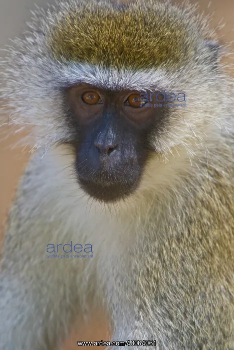 : A Vervet Monkey at Samburu NP, Kenya : A Vervet Monkey at Samburu NP, Kenya