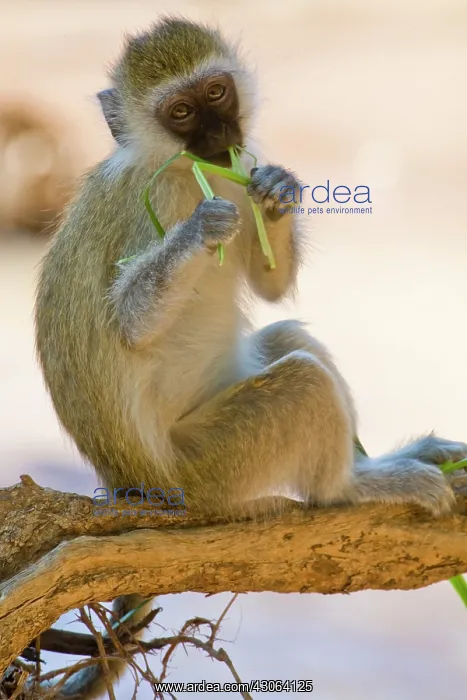 : A Vervet Monkey at Samburu NP, Kenya : A Vervet Monkey at Samburu NP, Kenya