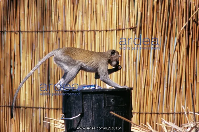  : Vervet MONKEY - scavenging in bin