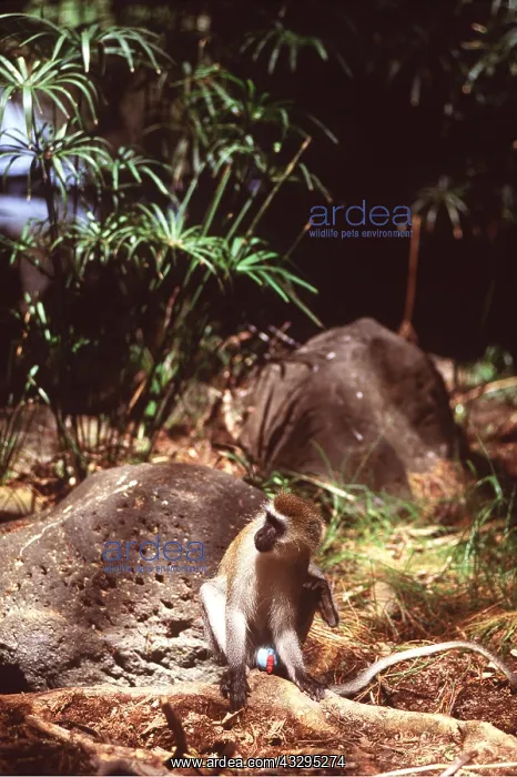  : VERVET MONKEY - sitting on ground