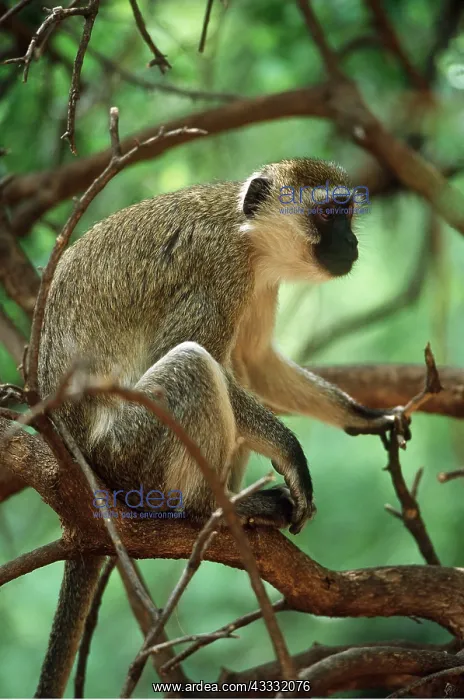 : Vervet Monkey - sitting in tree : Vervet Monkey - sitting in tree