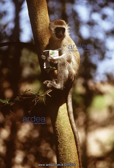  : Vervet Monkey with stolen drink carton