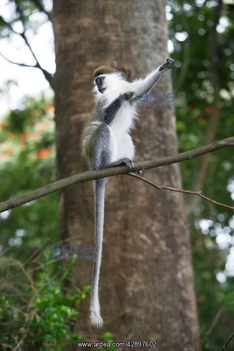 : Vervet Monkey - in tree : Vervet Monkey - in tree