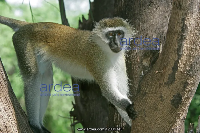 : Vervet Monkey - in tree : Vervet Monkey - in tree