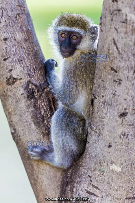  : Vervet Monkey in tree Great Rift Valley, Kenya