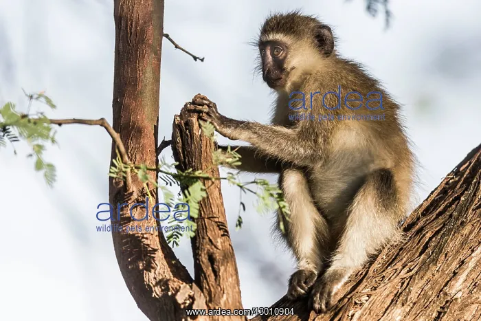  : Vervet Monkey in tree Great Rift Valley, Kenya