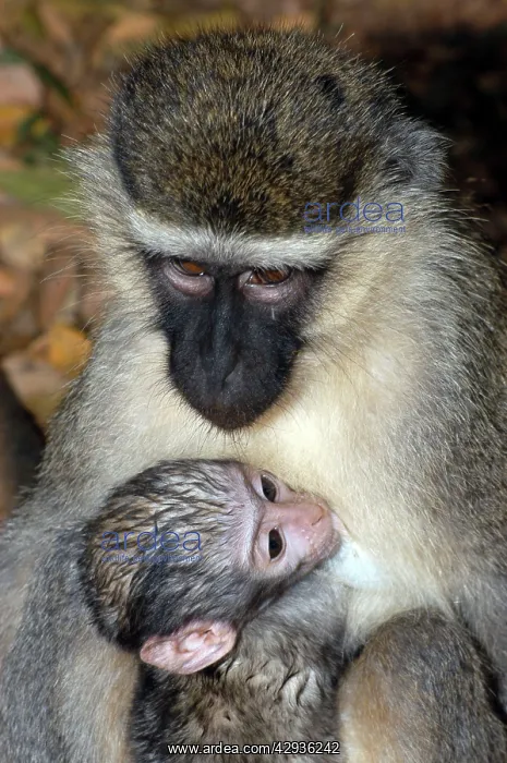 : Vervet Monkey - With young : Vervet Monkey - With young