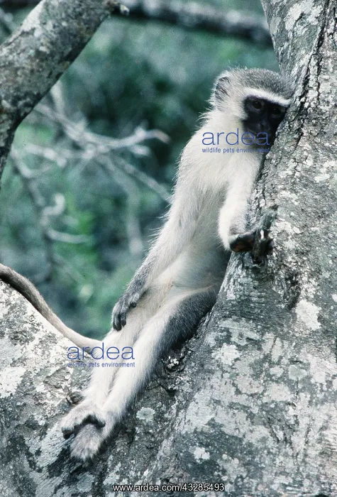 : VERVET MONKEY - young, sitting in tree : VERVET MONKEY - young, sitting in tree