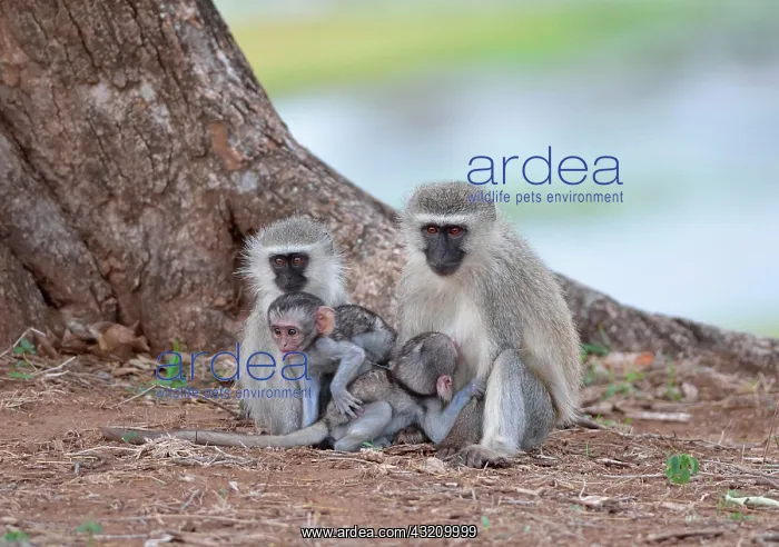 : Vervet Monkeys (Chlorocebus aethiops), two young : Vervet Monkeys (Chlorocebus aethiops), two young