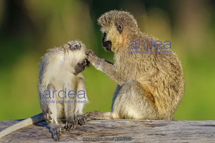 : Vervet Monkeys grooming : Vervet Monkeys grooming