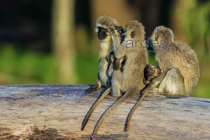  : Vervet Monkeys grooming