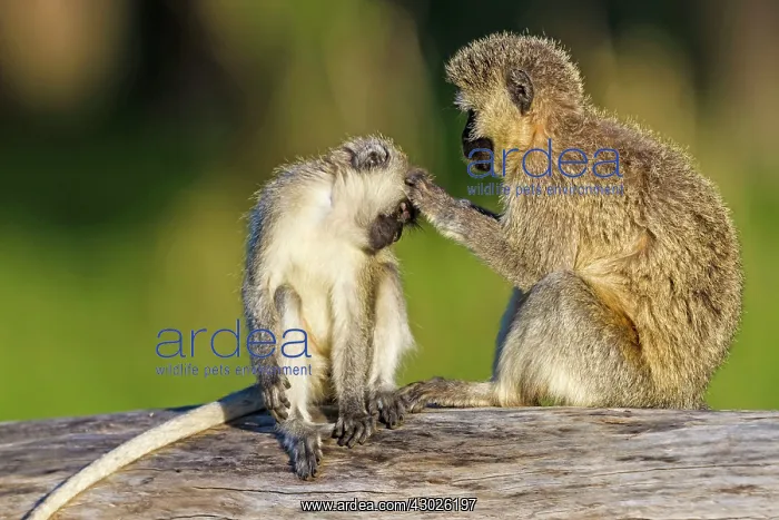  : Vervet Monkeys grooming