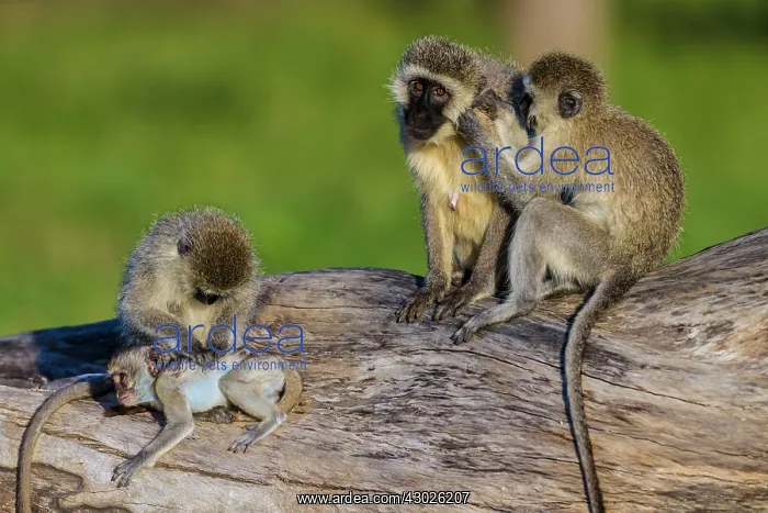  : Vervet Monkeys grooming