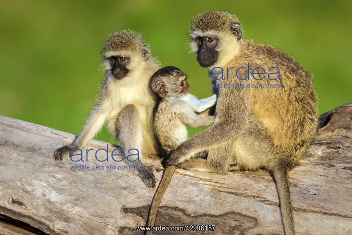 : Vervet Monkeys mother grooming babies : Vervet Monkeys mother grooming babies