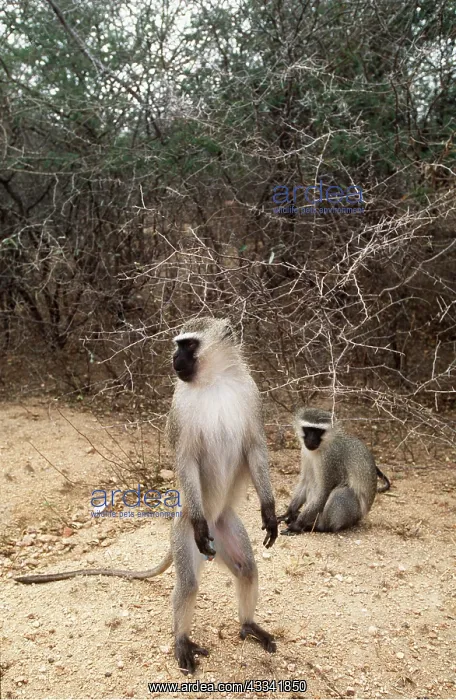 : Vervet Monkeys - x two, one standing on hind legs : Vervet Monkeys - x two, one standing on hind legs