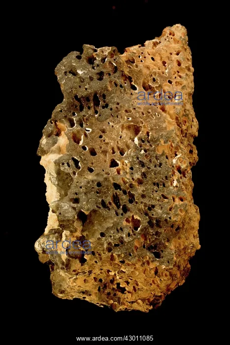  : Vesicular Basalt