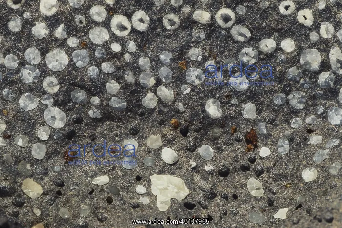 : Vesicular Basalt : Vesicular Basalt
