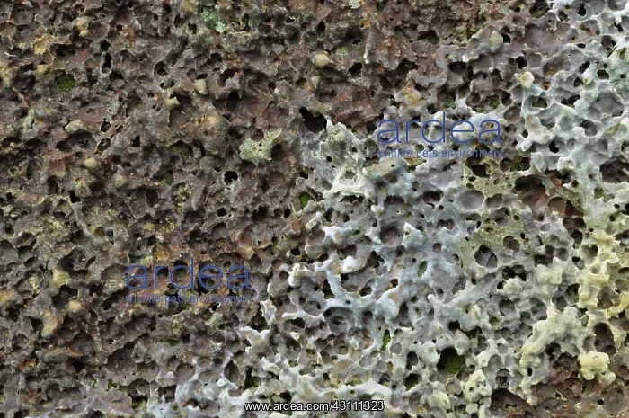 : Vesicular Basalt : Vesicular Basalt