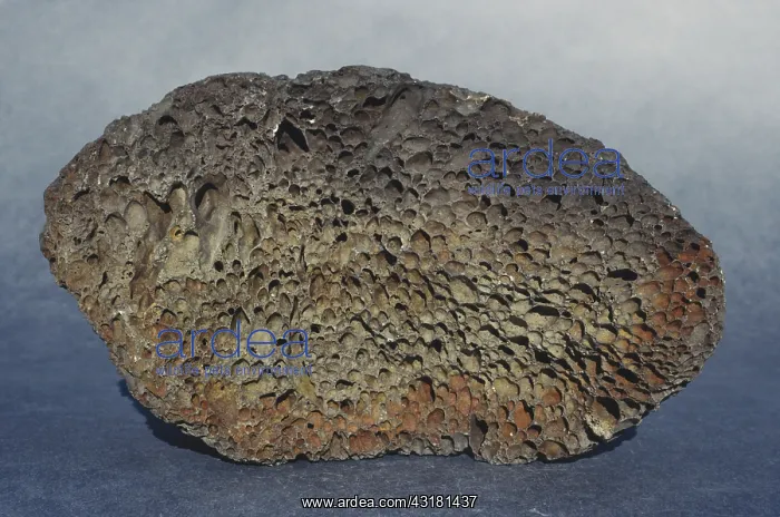 : Vesicular Basalt : Vesicular Basalt