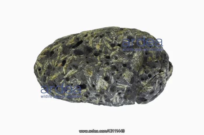 : Vesicular Basalt Bomb : Vesicular Basalt Bomb