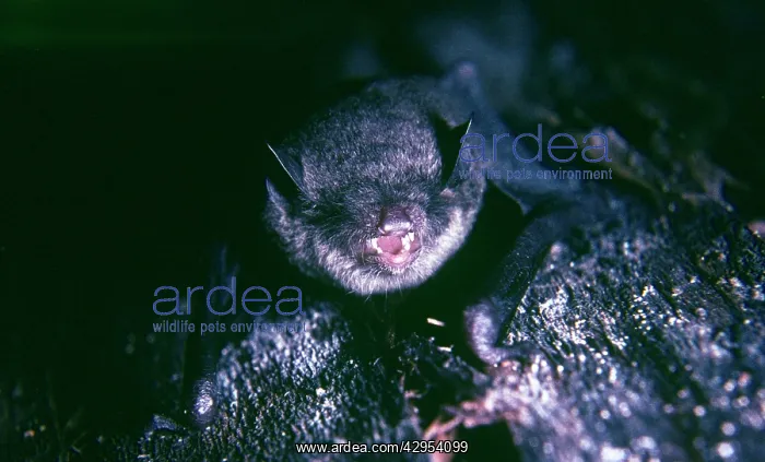 : Vesper Bat / Black Myotis Bat - female : Vesper Bat / Black Myotis Bat - female