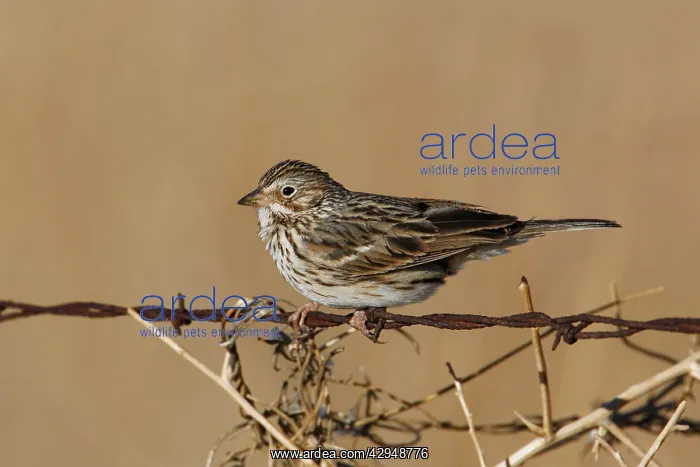 : Vesper Sparrow : Vesper Sparrow