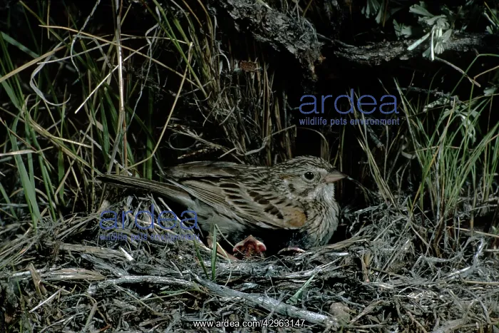 : Vesper Sparrow - brooding young : Vesper Sparrow - brooding young