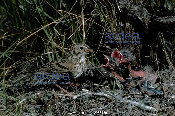 : Vesper Sparrow - at nest : Vesper Sparrow - at nest