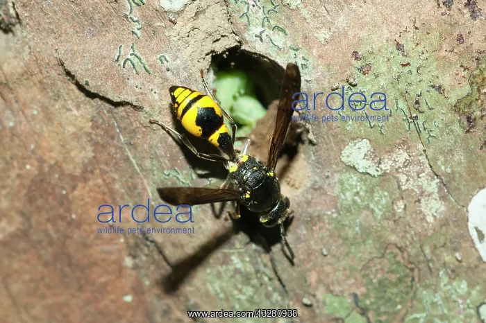 : Vespid Wasp - sealing up Caterpillars (Lepidoptera : Vespid Wasp - sealing up Caterpillars (Lepidoptera